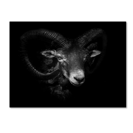 Trademark Fine Art Ferdinando Valverde 'Between Horns' Canvas Art, 24x32 1X03079-C2432GG